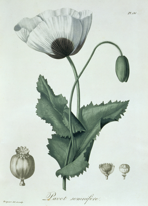 Papaver Somniferum from 'Phytographie Medicale' by Joseph Roques (1772-1850), published in 1821 (engraving)