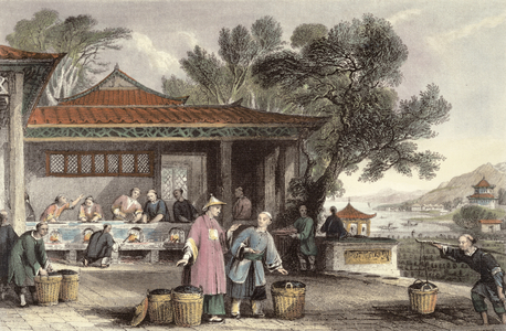 The Culture and Preparation of Tea, from 'China in a Series of Views' by George Newenham Wright (c.1790-1877) 1843 (coloured engraving)