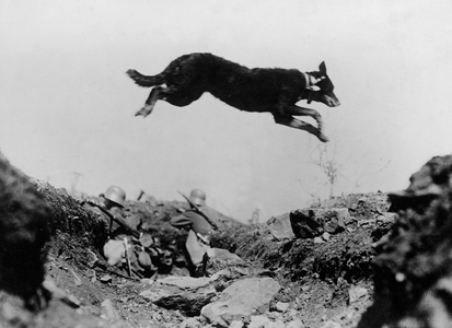 German messenger dog jumps over a trench on his way to deliver a message during WWI, 1917 (b/w photo)