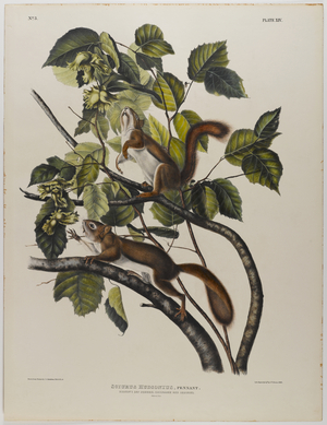 Hudson's Bay squirrel (colour litho)