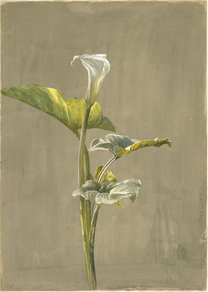 Calla Lily, 1875 (w/c on paper)