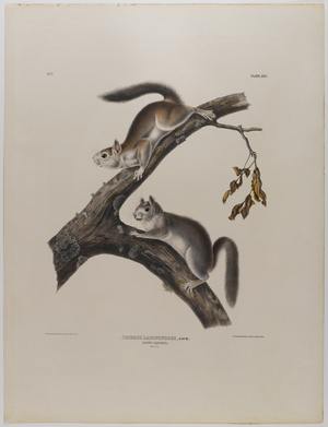 Downy squirrel (colour litho)