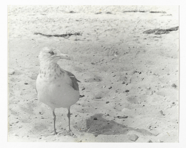 [Untitled] (Bird) (gelatin silver print)