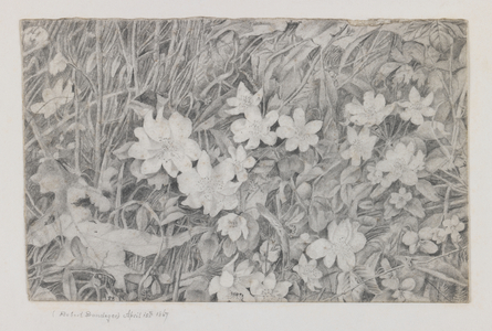 Anemones, 15th April, 1867 (graphite on paper)