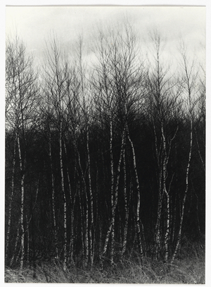 [Untitled] (Birch Trees) (gelatin silver print)