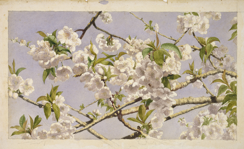 Apple Blossoms, c.1874 (w/c on paper)