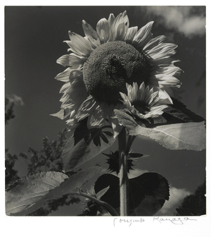 Sunflower, 1942 (gelatin silver print)