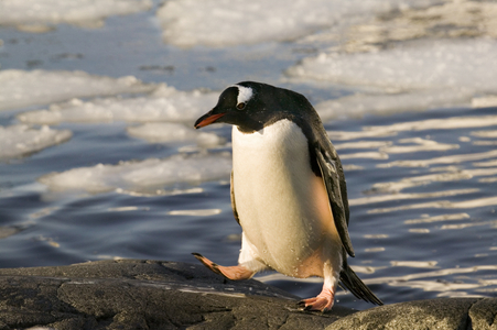 Gentoo penguin, February 2005 (photo)