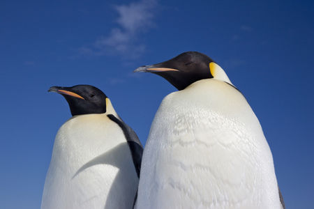 Emperor penguins (photo)