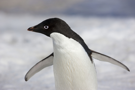 Adelie penguin (photo)