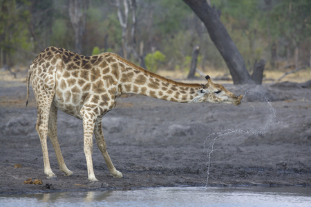Giraffe drinking at a waterhole (photo)