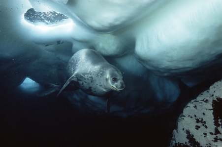 Female weddell seal under sea ice (photo)