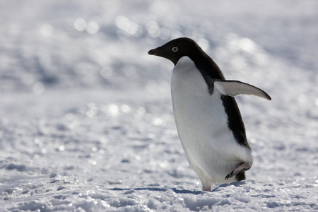 Adelie penguin (photo)