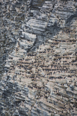 Auks, kittiwakes and guillemots nesting on columnar basalt off Hooker Island (photo)