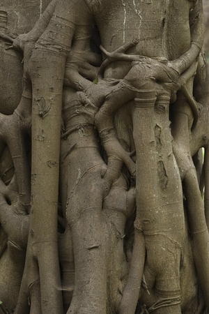 Hamma Essay Garden, Algiers, Algeria. Built in 1832. Photography 20/09/07