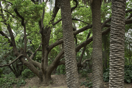 Hamma Essay Garden, Algiers, Algeria. Built in 1832. Photography 20/09/07