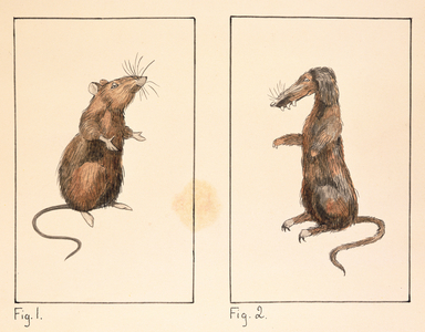 Fig. 1 Jurassic Bandicoot or Pig-Rat, Fig. 2 The Neandertal Dachshund, plate II from 'The House of Tekelden', 1945 (pen & ink and w/c on paper)