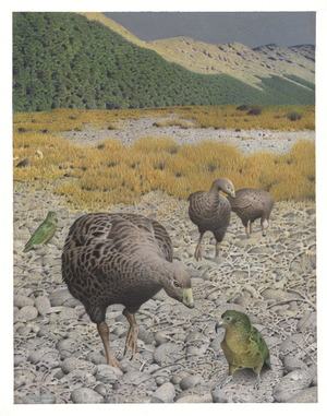 South Island Goose, illustration from the series 'Extinct Birds of New Zealand' (colour litho)