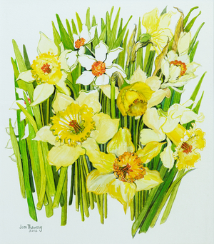 Daffodils and narcissus (watercolour on hand-made paper)
