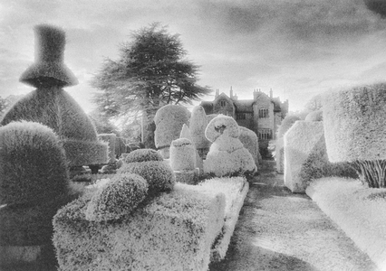 Topiary, Levens Hall, Cumbria (b/w photo)