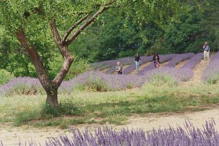 Tree in Lavender Field, in the Grounds of Abbaye Senanque, Provence, France, 1999 (photo)