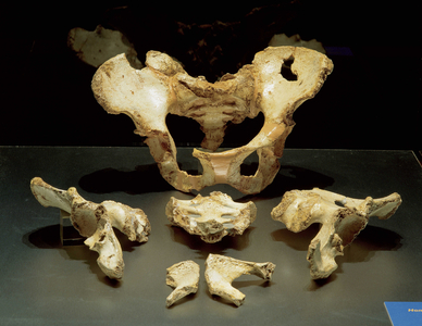 Prehistory, paleolithic basin of a Homo Heidelbergensis nicknamed the Elvis Pelvis. Discovered on the site of los Huesos (Atapuerca) 153-034577