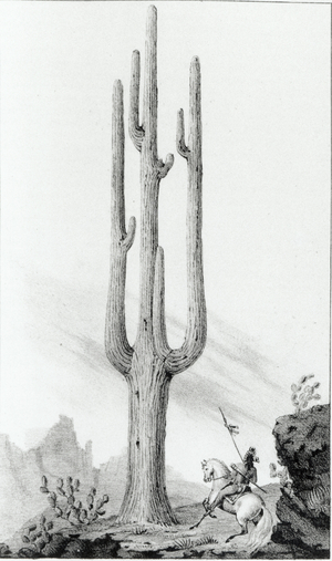 Cereus Giganteus (litho) (b/w photo)