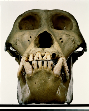 Front view of a male western gorilla skull (bone) (see also 273907)