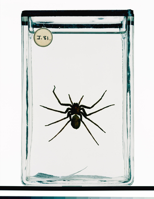 Spider specimen preserved in spirit