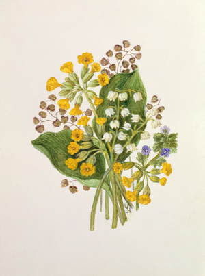 Lily of the Valley and Cowslips (w/c on paper)