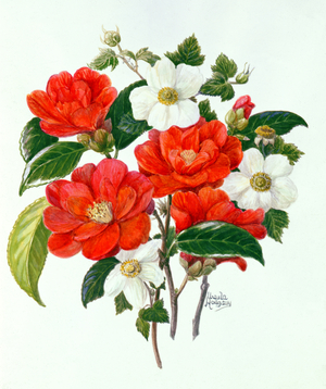 Camellia Adolf Audusson (w/c on paper)