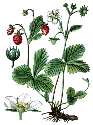 wild strawberry, woodland strawberry, Alpine strawberry, European strawberry, Fragaria vesca