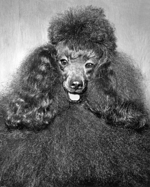 New York, New York: 1944.
""Black Magic"", a miniature poodle, earned best of his breed at the Westminster Kennel Club's 68th annual dogfest.