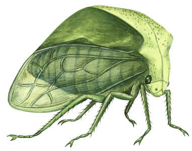 Cicadelle bubale - Treehopper (Ceresa bubalus)