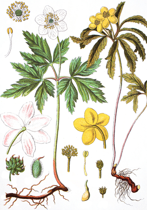 left: wood anemone, windflower, thimbleweed, and smell fox, Anemone nemorosa / right: yellow anemone, yellow wood anemone or buttercup anemone, Anemone ranunculoides
