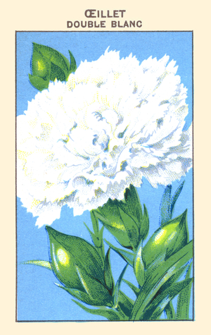 Oeillet Double Blanc : Double white carnation ©Buyenlarge/UIG/Leemage