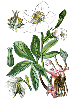 Christmas rose or black hellebore, Helleborus niger