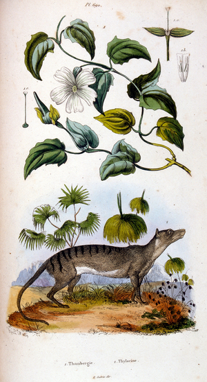 Botanical and zoological illustration by F. E. Guerin. From Dictionnaire pittoresque d'histoire naturelle et des phenomenes de la nature-1833/1834