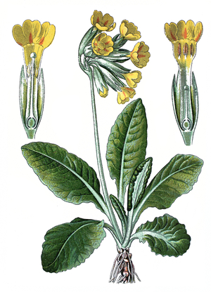 cowslip, common cowslip, Primula officinalis