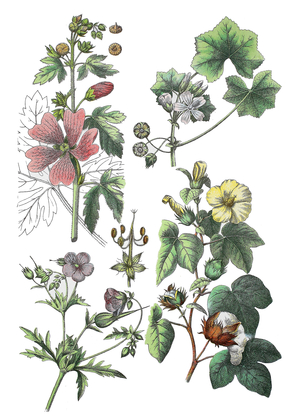 Greater musk-mallow, cut-leaved mallow, vervain mallow or hollyhock mallow, Malva alcea (top left), common mallow, Malva neglecta (top right), meadow crane's-bill, Geranium pratense (bottem left), Levant cotton, Gossypium herbaceum (bottem right) ©Bildagentur-online/UIG/Leemage