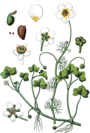 left: Ivy-leaved Crowfoot, Ranunculus hederaceus - right: Fan-leaved Water-crowfoot, Ranunculus circinatus