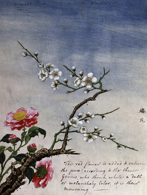 Fleurs, debut 19eme siecle. Peinture d'un artiste chinois inconnu. Aquarelle. Collection privee.