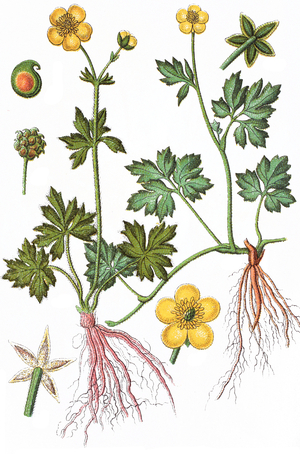 Ranunculus nemorosus, nemorosum