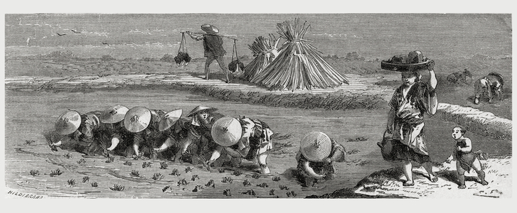 Cultivation Of Rice In Japan In The 19th Century. From El Mundo En La Mano Published 1875