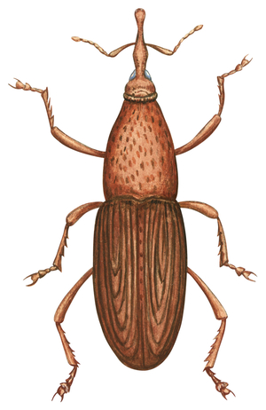 Charancon du ble - Granary weevil (Sitophilus granarius)