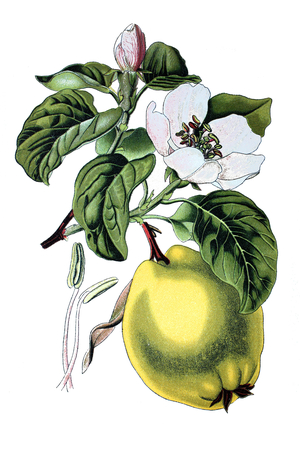 Quince, Cydonia vulgaris, Cydonia oblonga