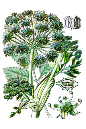 Garden Angelica, Holy Ghost, Wild Celery, and Norwegian angelica, Archangelica officinalis
