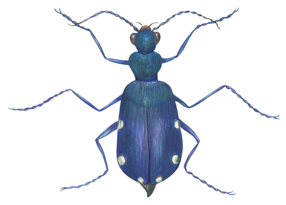 Cicindele e six points - Six-spotted tiger beetle (Cicindela sexguttata)