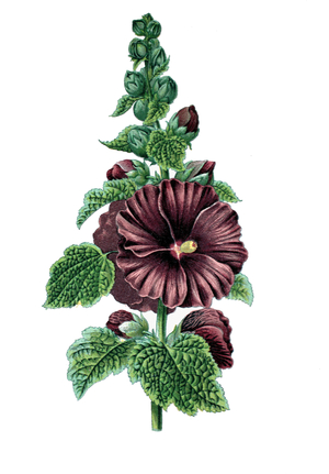 common hollyhock, Althaea rosea
