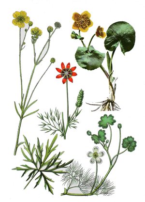 Meadow buttercu, Ranunculus acris (left), summer pheasant's-eye, Adonis aestivalis (center), marsh-marigold, Caltha palustris (top right), common water-crowfoot, Ranunculus aquatilis L (bottem right) ©Bildagentur-online/UIG/Leemage